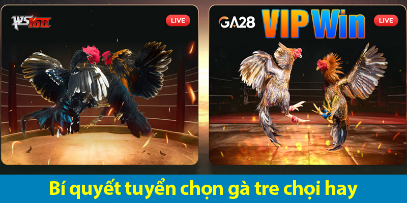 Bí quyết chọn gà và mẹo cược đá gà tre hiệu quả từ chuyên gia