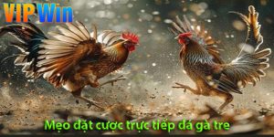 Bí quyết chọn gà và mẹo cược đá gà tre hiệu quả từ chuyên gia